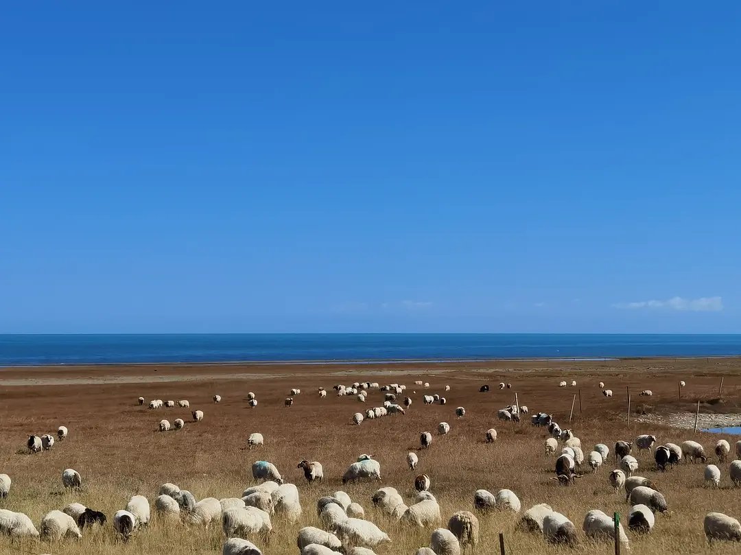 敦煌租車(chē)會(huì)被坑嗎？