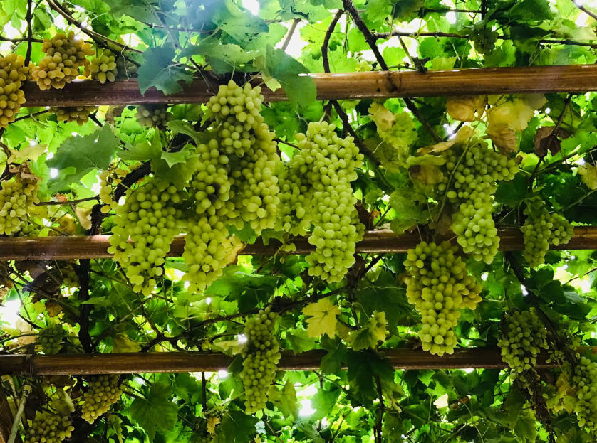 敦煌小團(tuán)包車旅游：敦煌包車到吐魯番需要多少錢？吐魯番包車看這些景點(diǎn)