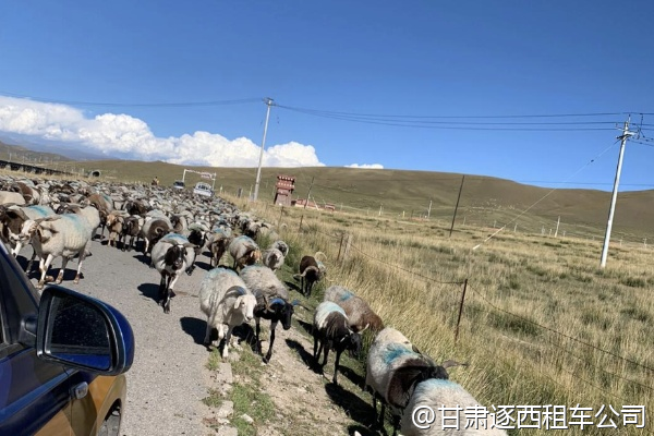 從嘉峪關(guān)包車到額濟(jì)納旗看胡楊林，路線好走嗎？  