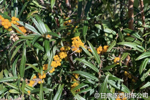 我們帶兩個孩子，包車能提供兒童安全座椅嗎？  