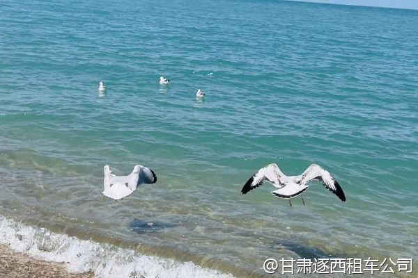 想體驗甘肅沙漠植樹，包車能參加環(huán)保項目嗎？  